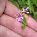 Cuphea ericoides Flor