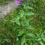 Symphyotrichum novae-angliae Flor