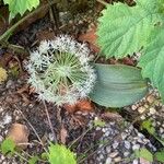 Allium karataviense Flower