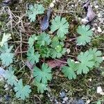 Geranium molleLeaf