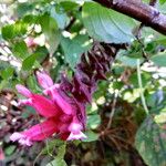 Salvia involucrata Blüte