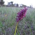 Orchis × bergonii Flor