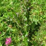 Cirsium palustre Alkat (teljes növény)