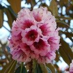 Rhododendron hodgsonii Blüte