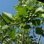 Cordia myxa Leaf