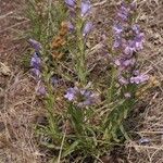 Penstemon secundiflorus Habit