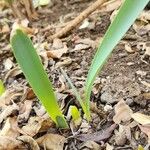 Pancratium maritimum Leaf