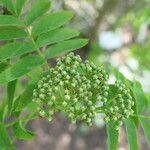 Sorbus matsumurana Цвят