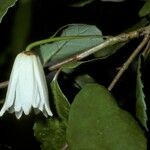 Crinodendron patagua Flor