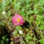 Podophyllum hexandrum Õis