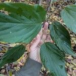 Flemingia strobilifera Leaf