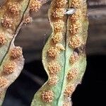 Microgramma lycopodioides Fruit