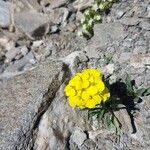 Erysimum jugicola Flower