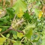 Datura ferox Leaf