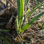 Narcissus dubius Otro