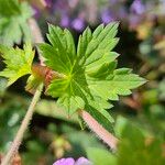 Geranium platypetalum Листок