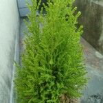 Cupressus macrocarpaLiść