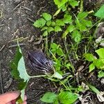 Arisaema triphyllumLorea