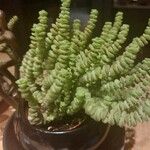 Crassula rupestris List