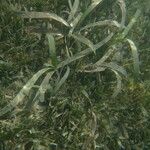 Thalassia testudinum
