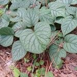 Hydrangea hydrangeoides Liść