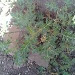 Solanum virginianum Fruto