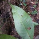 Myrcia decorticans Leaf