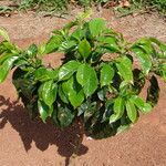 Coffea canephora Foglia