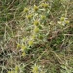 Eryngium campestre Habit