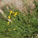 Euthamia occidentalis Flor