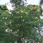 Ceiba insignis 花