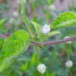 Jacquemontia tamnifolia Blüte