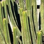 Euphorbia canariensis Plante entière