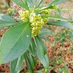 Daphne laureola Fleur