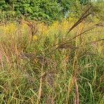 Andropogon gerardi Fruchs