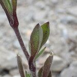 Silene nocturna Lapas