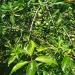 Prunus domestica Frutto
