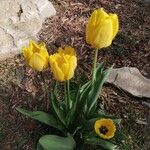 Tulipa gesneriana Hoja