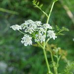 Oenanthe fistulosa Flower