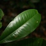 Hebepetalum humiriifolium Leaf