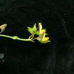 Crotalaria alata 形态