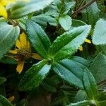 Sanvitalia procumbens Likasa