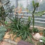 Aloe tomentosa Hábitos