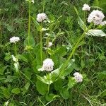 Valeriana montanaFlors