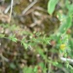 Arenaria leptoclados Цветок