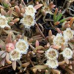 Delosperma napiforme Fleur