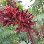 Melianthus major 花