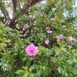 Leuenbergeria quisqueyana Flower