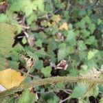 Rubus moluccanus Φλοιός