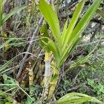 Ansellia africana Leaf